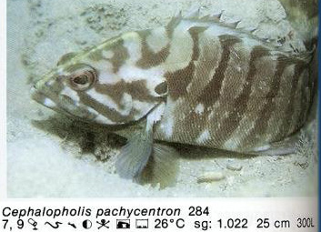 Cephalopholis pachycentron
